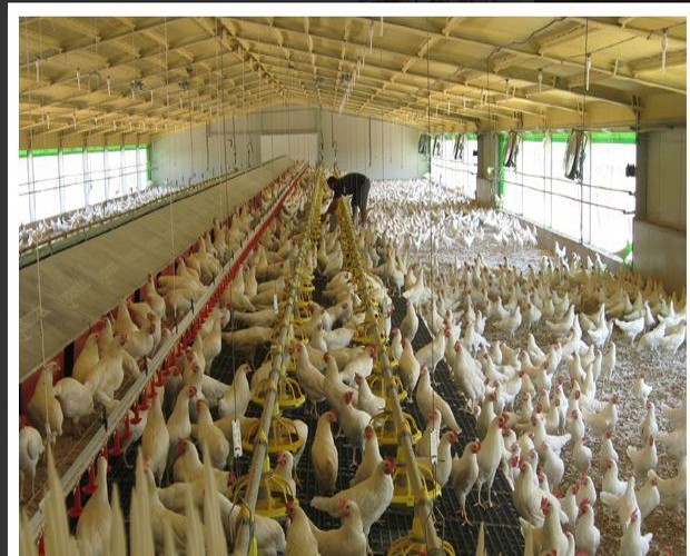 Steel Structure Broiler Farm