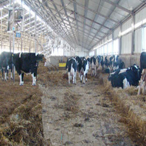 Steel Structure Cowshed (SSA-001)